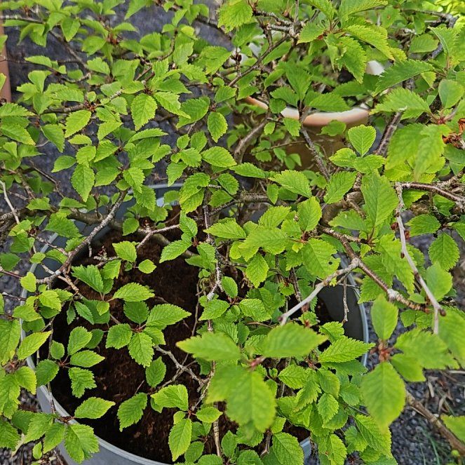 Photo of the plant species Nanking Cherry by @GemGuapilla40 named Denali on Greg, the plant care app