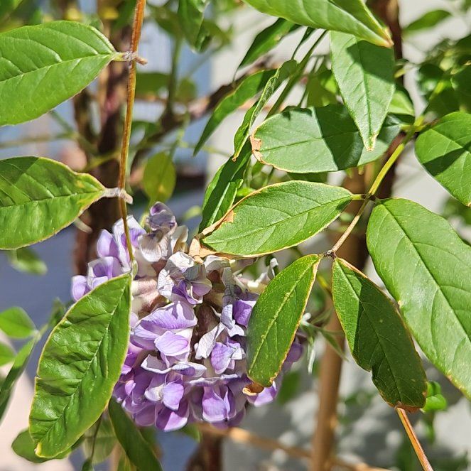 Photo of the plant species American Wisteria by @GemGuapilla40 named Apollo on Greg, the plant care app