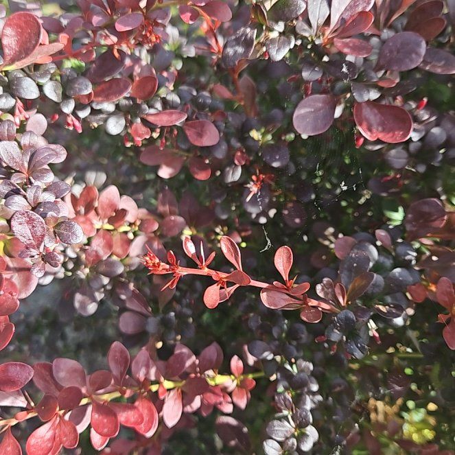 Photo of the plant species Japanese Barberry by @GemGuapilla40 named Rainier on Greg, the plant care app