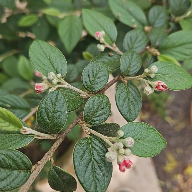 Photo of the plant species Orange Cotoneaster by @GemGuapilla40 named Bodhi on Greg, the plant care app
