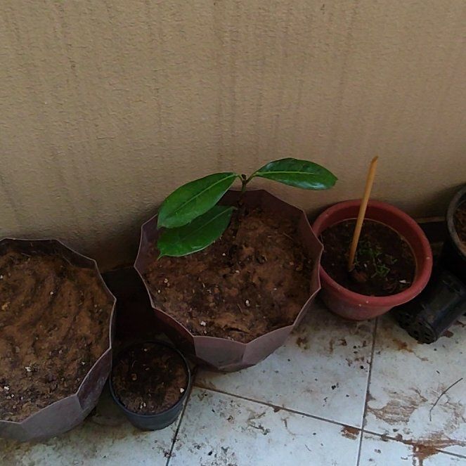 Photo of the plant species Soursop by @sufiyan123 named Elina on Greg, the plant care app