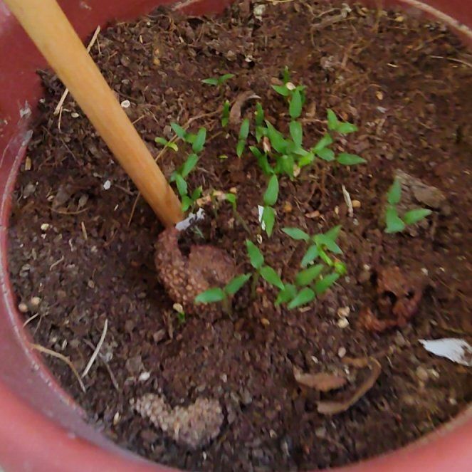 Photo of the plant species Capsicum Frutescens by @sufiyan123 named Huckleberry Fern on Greg, the plant care app