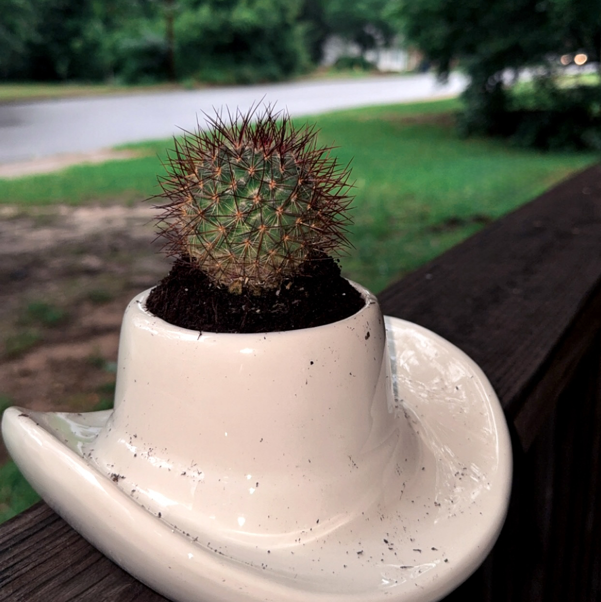 Photo of the plant species Rainbow Pincushion by @piccaapatch named Rhonda on Greg, the plant care app