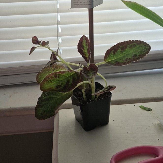Photo of the plant species Episcia by @SoigneTozzia53 named Queen on Greg, the plant care app