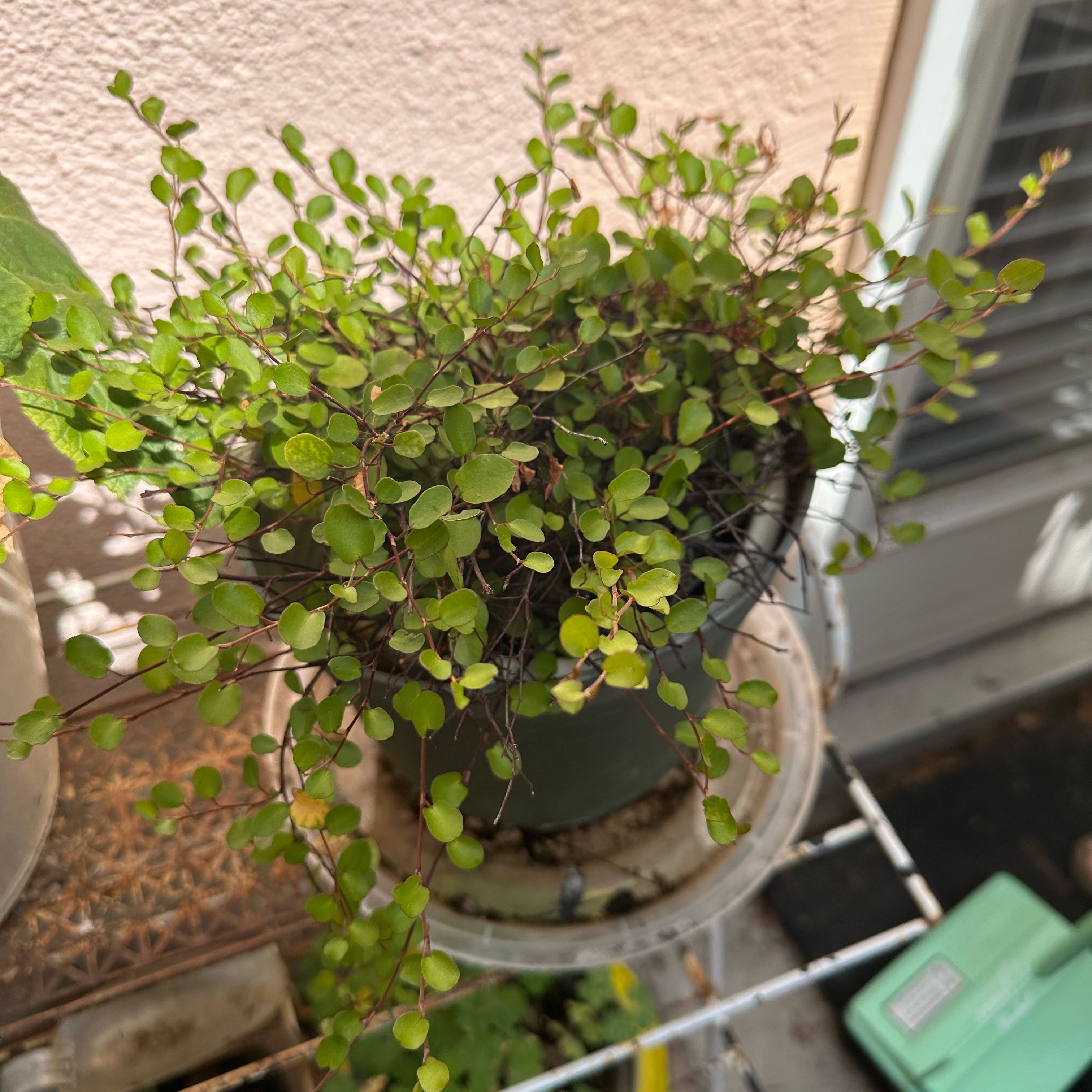Photo of the plant species Creeping Wire Vine by @ProBogarum32 named Orwell on Greg, the plant care app