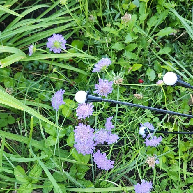 Photo of the plant species Flossflower by @SvelteMango93 named Lavender on Greg, the plant care app