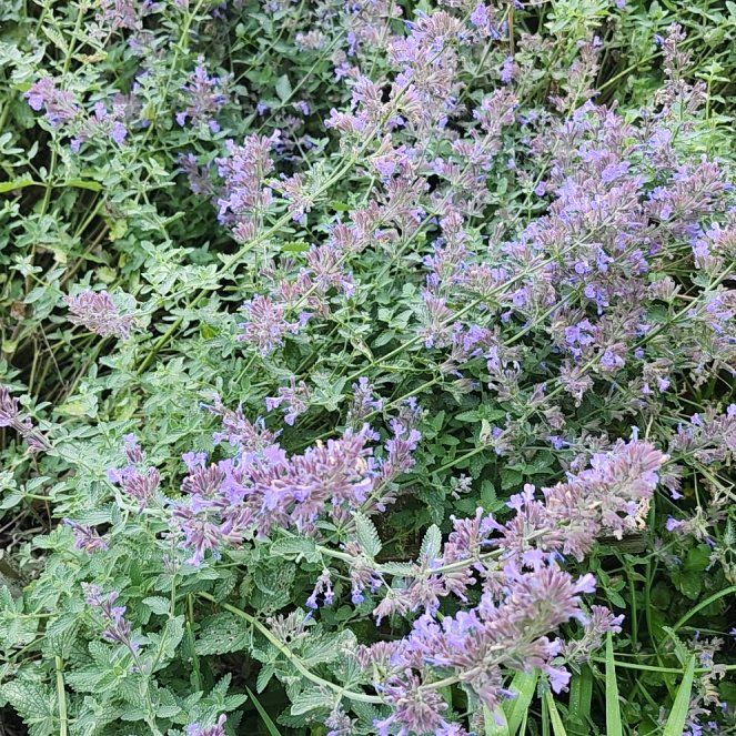 Photo of the plant species Horse Mint by @SvelteMango93 named Luna on Greg, the plant care app