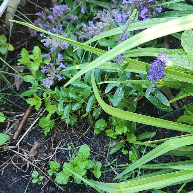 Photo of the plant species Blue Bugle by @SvelteMango93 named Hemingway on Greg, the plant care app