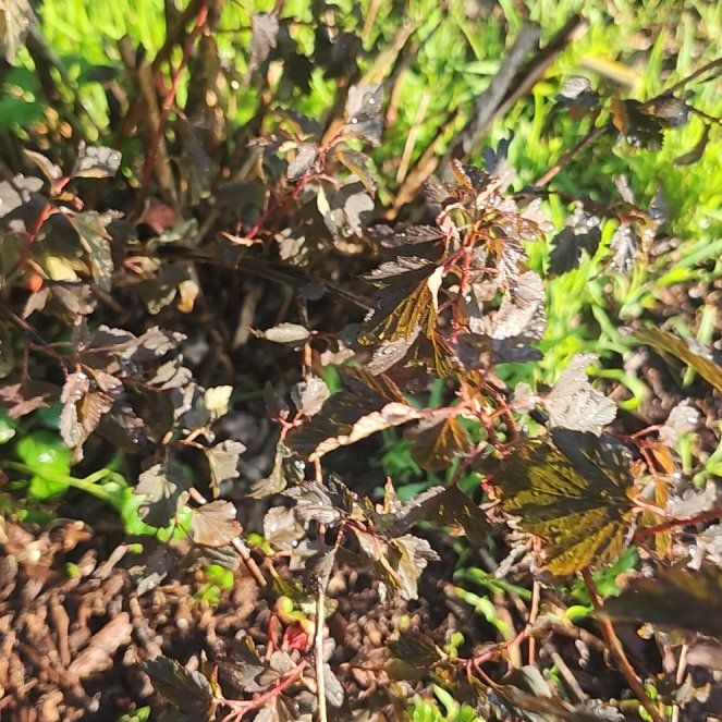 Photo of the plant species Common Ninebark by @SvelteMango93 named Bieber on Greg, the plant care app