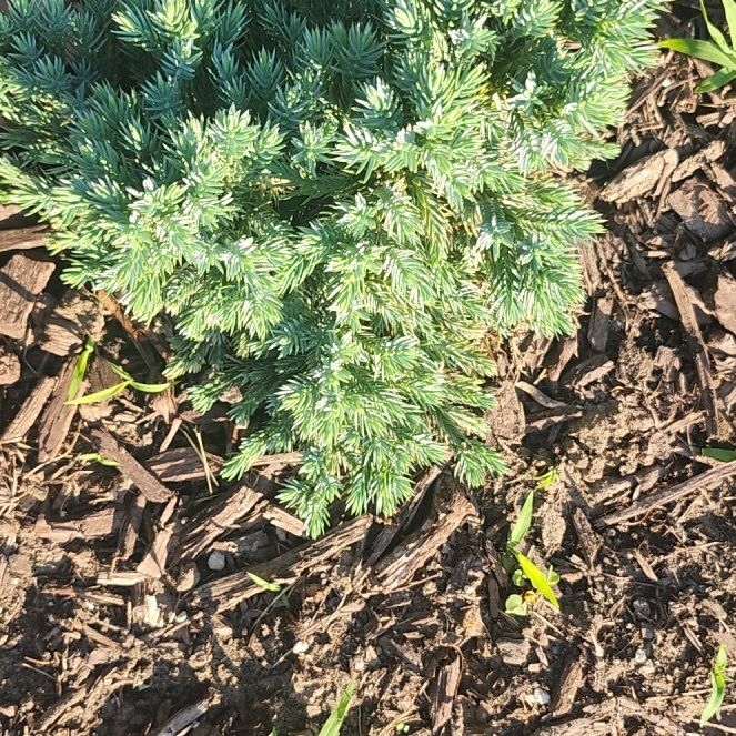 Photo of the plant species American Common Juniper by @SvelteMango93 named Austen on Greg, the plant care app