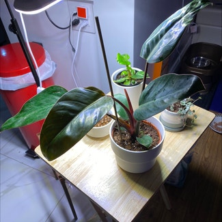 Philodendron 'Red Congo' plant in Québec, Québec