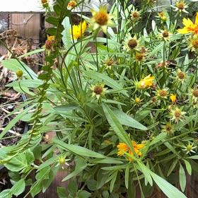 Photo of the plant species Strawflower by @SweetBaytree29 named Wall-E on Greg, the plant care app