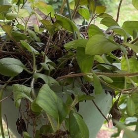 Photo of the plant species Creeping Phlox by @SweetBaytree29 named Leonardo on Greg, the plant care app