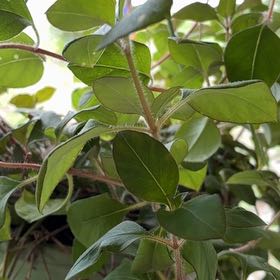 Photo of the plant species Japanese Honeysuckle by @SweetBaytree29 named Messi on Greg, the plant care app