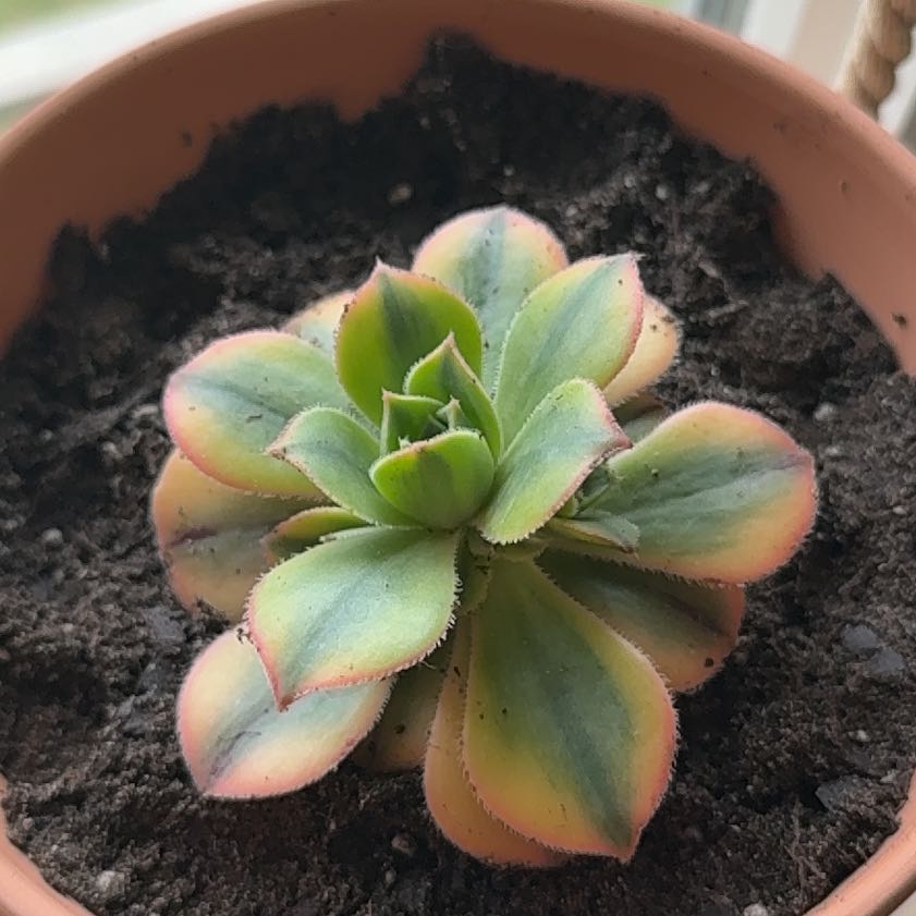 Photo of the plant species Sunburst Aeonium by @Kremit named Bieber on Greg, the plant care app