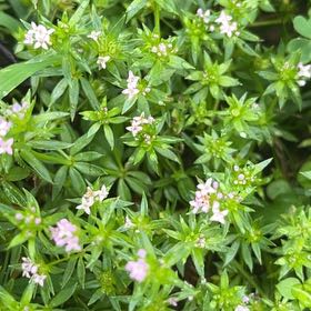 Photo of the plant species Blue Fieldmadder by @TastefulGrass named Scarlett on Greg, the plant care app