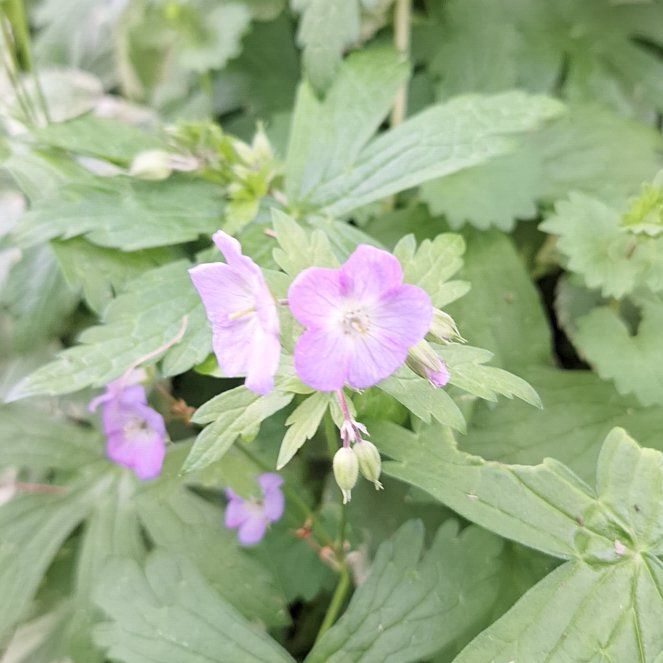 Photo of the plant species Spotted Geranium by @FreshVaccaria65 named Sherlock on Greg, the plant care app