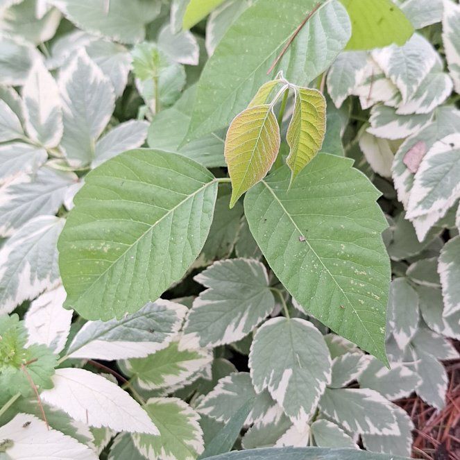 Photo of the plant species River Birch by @FreshVaccaria65 named McKinley on Greg, the plant care app