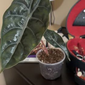 Photo of the plant species Alocasia by @CozyMum94 named Pax on Greg, the plant care app