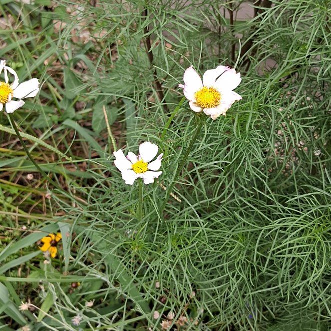 Photo of the plant species Garden Cosmos by @DrivenRuby85 named Muhammad Ali on Greg, the plant care app