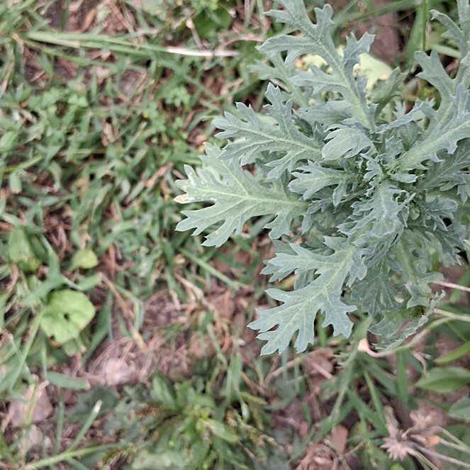 Photo of the plant species Absinth Sagewort by @DrivenRuby85 named Treeyoncé on Greg, the plant care app