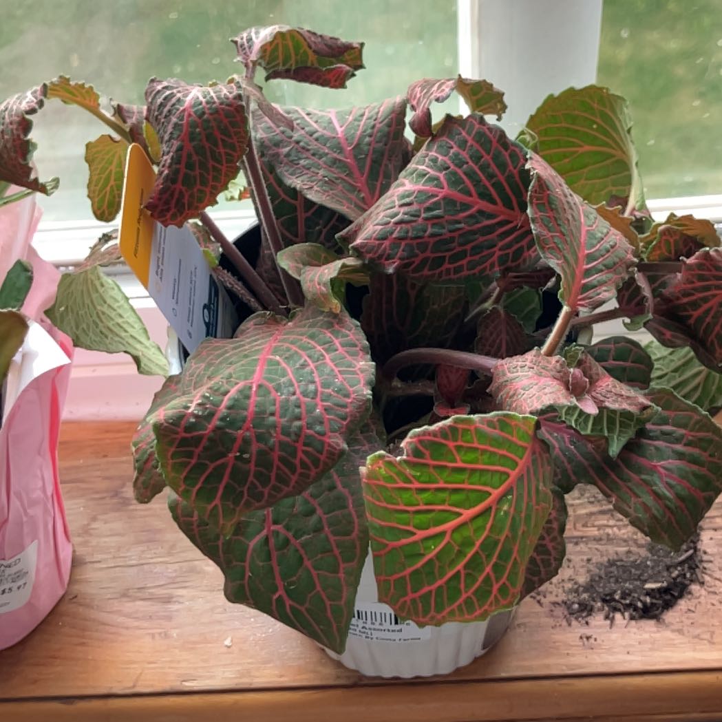 Photo of the plant species Red Anna Fittonia by @ChiefKiekie77 named Elle on Greg, the plant care app