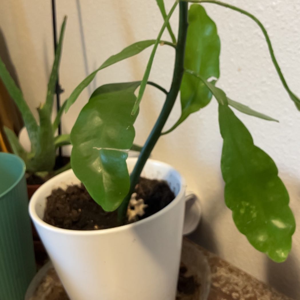 Photo of the plant species Lady of the Night by @ChiefKiekie77 named James Dean on Greg, the plant care app