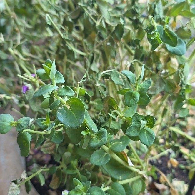 Photo of the plant species Sweet Pea Bush by @NewRedvein53 named Walt on Greg, the plant care app