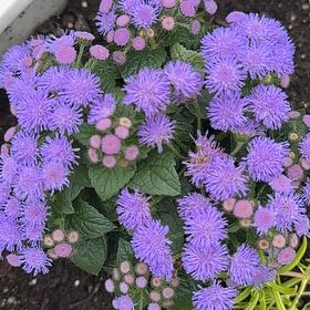 Photo of the plant species Blue Billygoat Weed by @FunTamarind57 named Winston on Greg, the plant care app