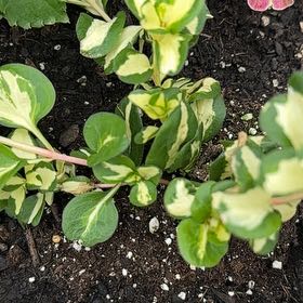 Photo of the plant species Baby Jump-Up by @FunTamarind57 named Orwell on Greg, the plant care app