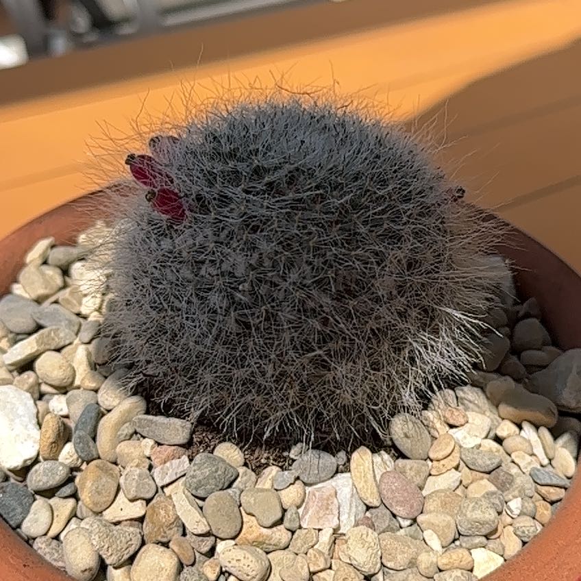 Photo of the plant species Old Lady Cactus by @FunTamarind57 named Doja Cat on Greg, the plant care app