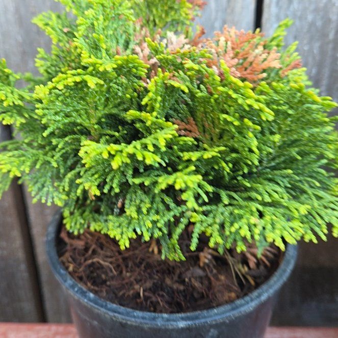 Photo of the plant species Dwarf Cypress by @LikableMiro36 named Miley on Greg, the plant care app
