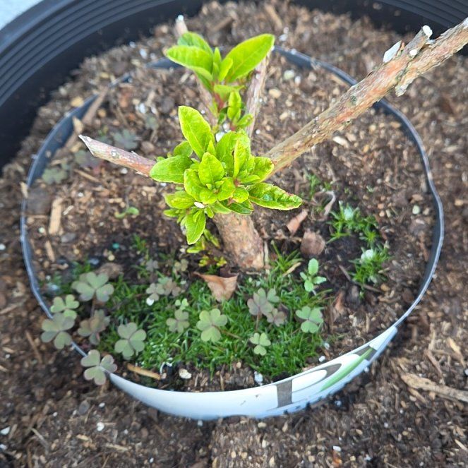 Photo of the plant species Pink Azalea by @LikableMiro36 named Queen on Greg, the plant care app