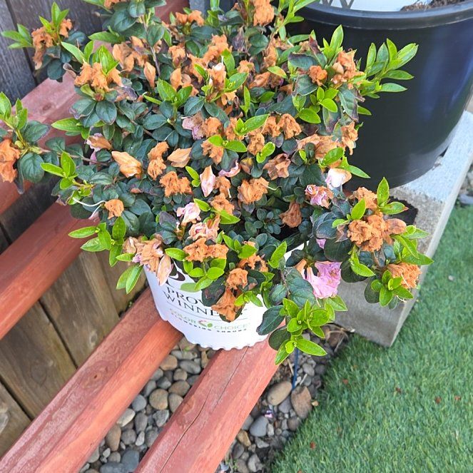Photo of the plant species Pink Azalea by @LikableMiro36 named Winston on Greg, the plant care app