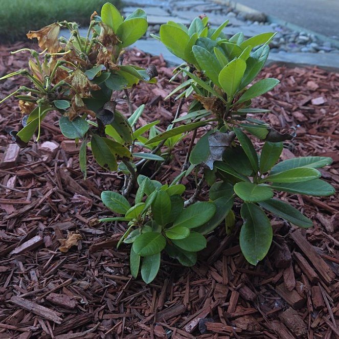 Photo of the plant species Rhododendron Simsii by @LikableMiro36 named Taylor Swift on Greg, the plant care app