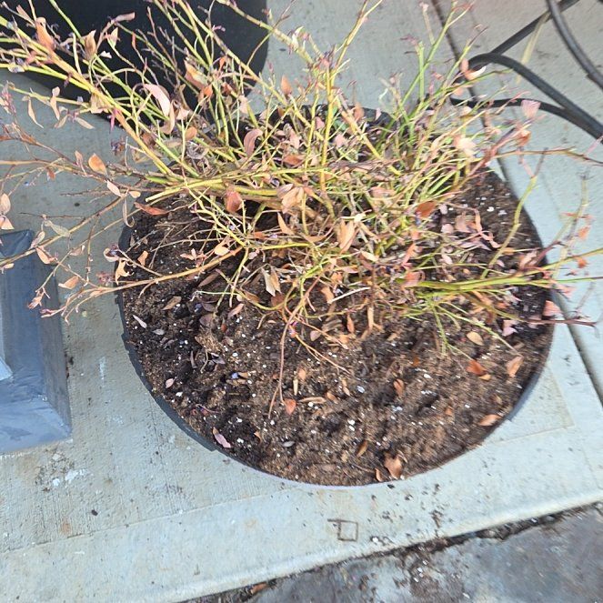 Photo of the plant species Blueberry by @LikableMiro36 named Captain Plant-it on Greg, the plant care app