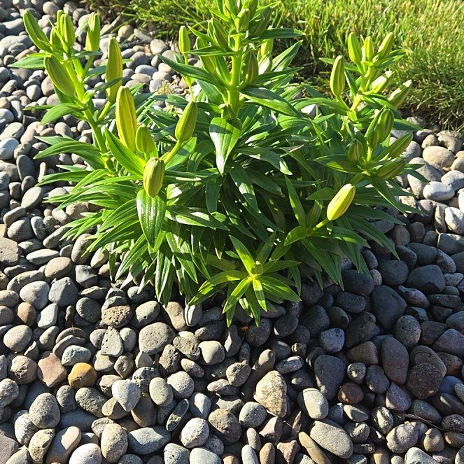Photo of the plant species Easter Lily by @LikableMiro36 named Beyonce on Greg, the plant care app