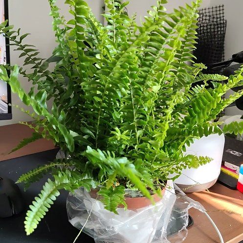 Photo of the plant species Kimberly Queen Fern by @DevotedHoya named Ewa on Greg, the plant care app