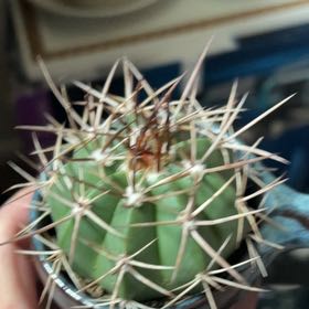 Photo of the plant species Assorted Melocactus by @CuddlyRedcap70 named Skipper on Greg, the plant care app