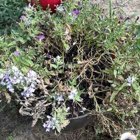 Photo of the plant species Spreading Phlox by @NewLoquat97 named da Vinci on Greg, the plant care app