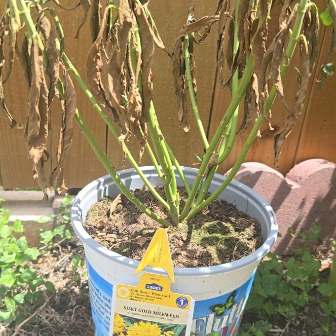 Photo of the plant species Silky Gold Milkweed by @ProudBlinks58 named da Vinci on Greg, the plant care app