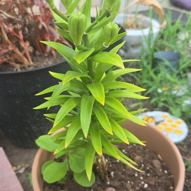 Photo of the plant species Easter Lily by @ProudBlinks58 named Forrest on Greg, the plant care app