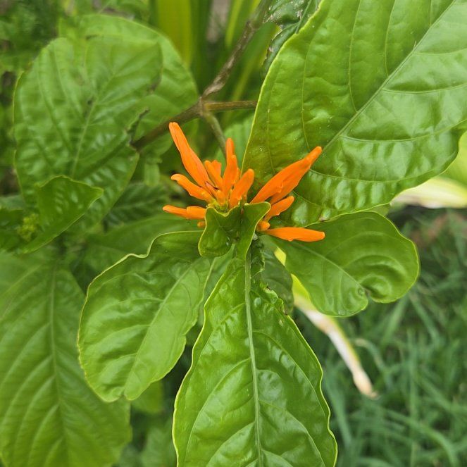 Photo of the plant species Mohintli by @ProudBlinks58 named Bruce Lee on Greg, the plant care app