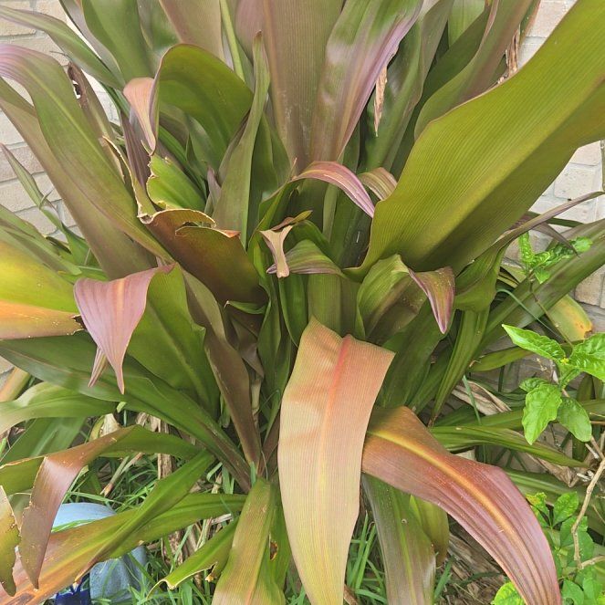 Photo of the plant species Poisonbulb by @ProudBlinks58 named Fernie Mercury on Greg, the plant care app
