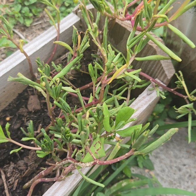 Photo of the plant species Shoreline Sea Purslane by @ProudBlinks58 named Harmony on Greg, the plant care app