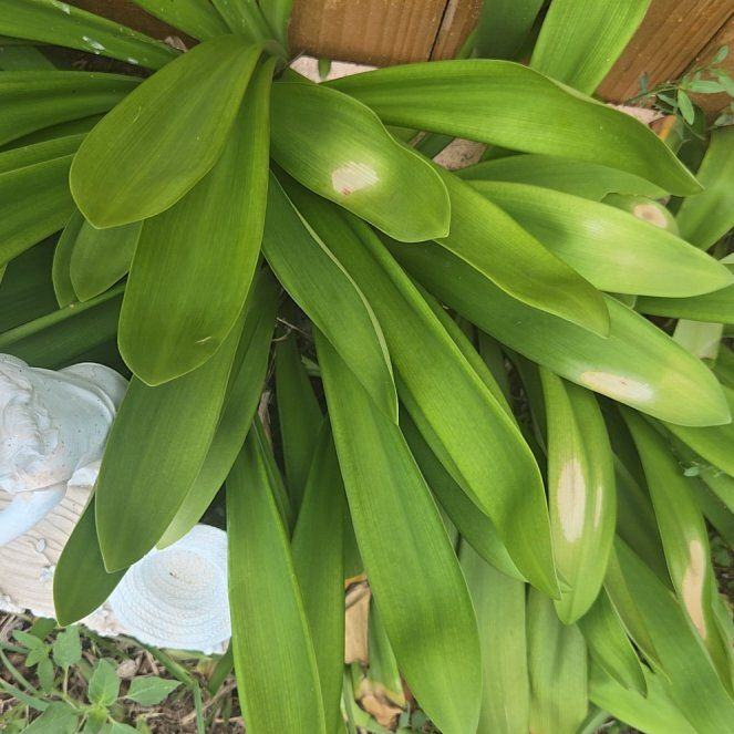 Photo of the plant species Blue Lily by @ProudBlinks58 named Wall-E on Greg, the plant care app