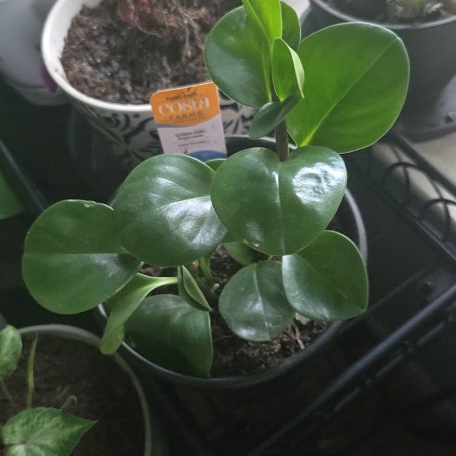 Photo of the plant species Golden Gate Peperomia by @ProudBlinks58 named Tolkien on Greg, the plant care app