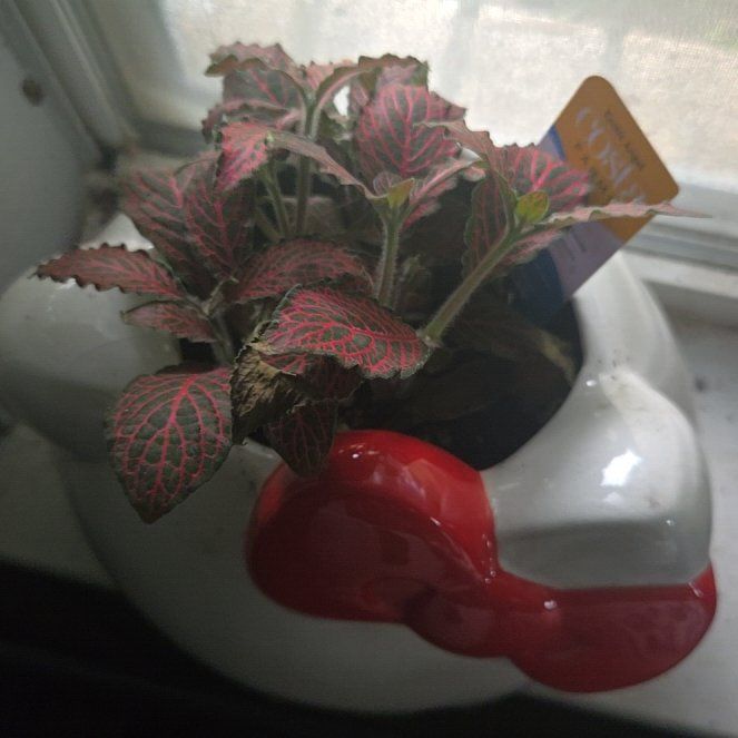Photo of the plant species Nerve Plant by @ProudBlinks58 named Captain Plant-it on Greg, the plant care app
