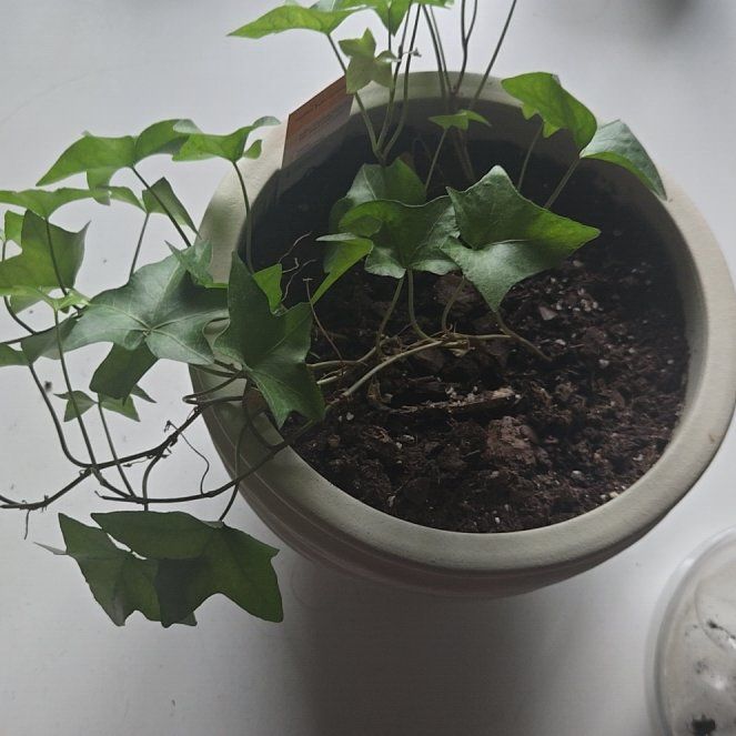 Photo of the plant species Cape Ivy by @ProudBlinks58 named Darwin on Greg, the plant care app