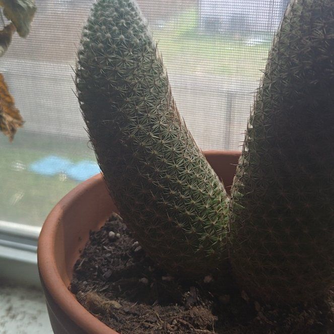Photo of the plant species Coryphantha erecta by @ProudBlinks58 named Sir Plancelot on Greg, the plant care app